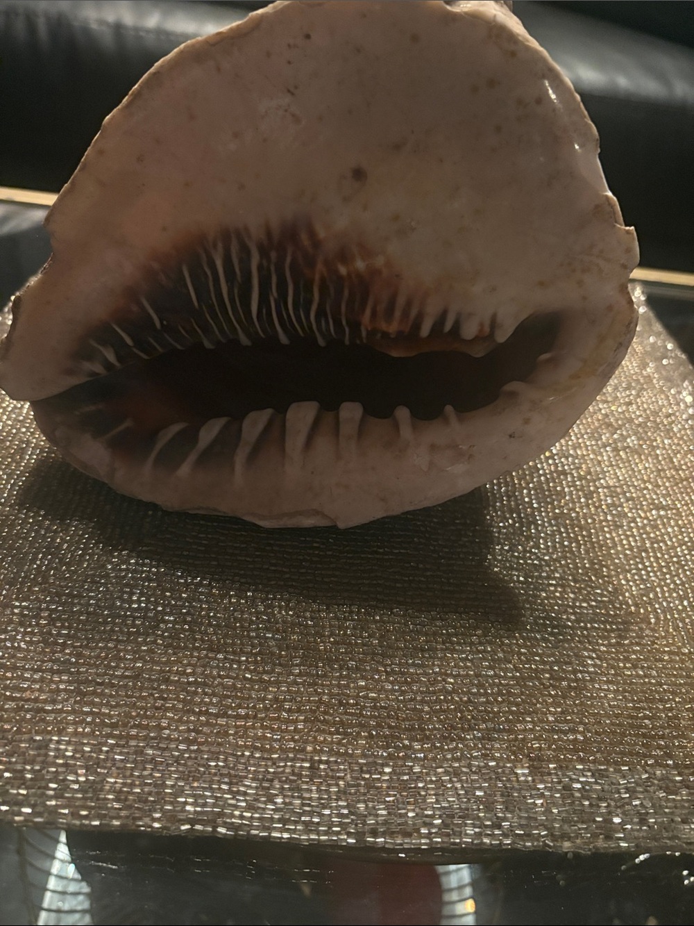 Decorative Vintage Queen Helmet or Conch Natural Seashell Accent - Cream & Brown